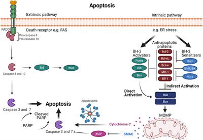 Mcl-1 Inhibition: Managing Malignancy in Multiple Myeloma